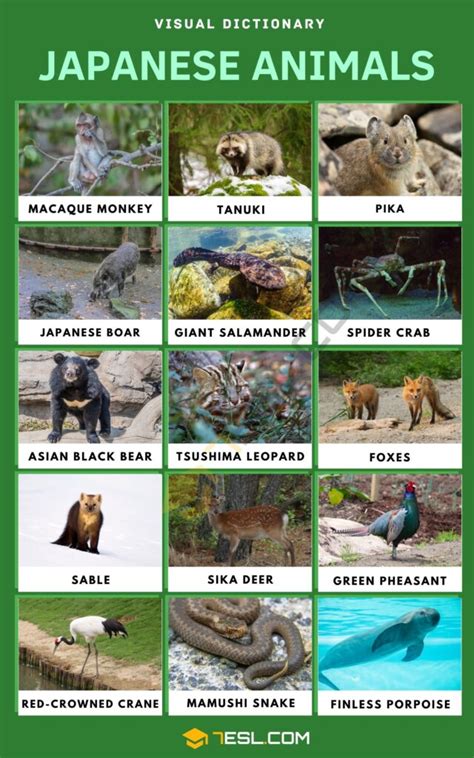 List of Japanese Animals with Pictures • 7ESL