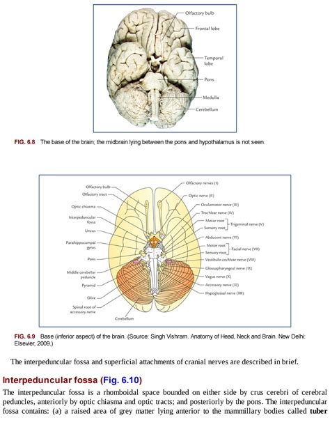 Vishram Singh Textbook Of Clinical Neuroanatomy Fig The Base Of