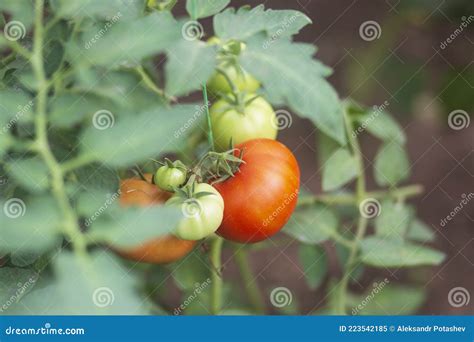 Tomaten In Einem Gew Chshaus Angebaut Eine Gute Ernte Von Tomaten