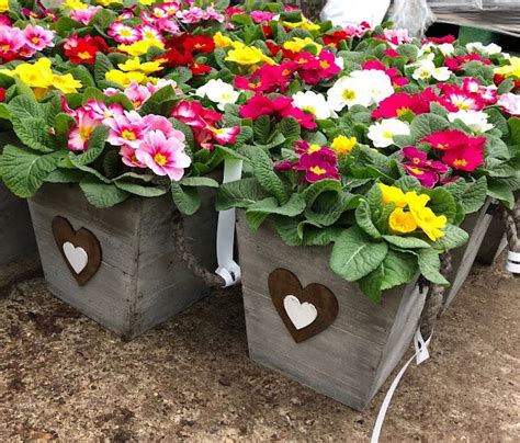 Plant Pots Thompsons Plants Garden Centres