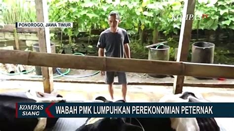 Perekonomian Peternak Lumpuh Akibat Wabah Pmk Peternak Berharap Bank