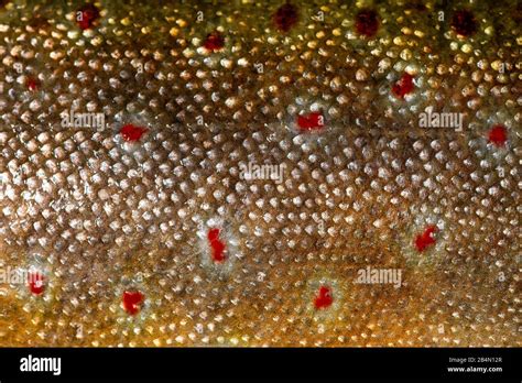 Brook Trout Hi Res Stock Photography And Images Alamy