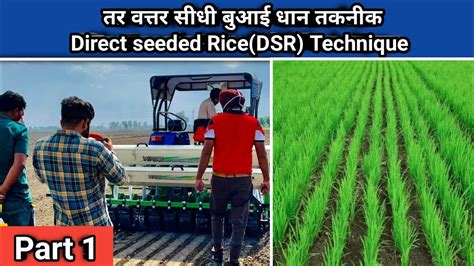 तर वत्तर सीधी बुआई धान तकनीक Direct Seeded Ricedsr Technique Tar