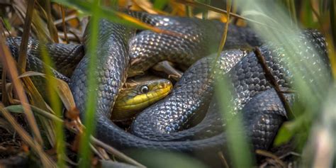 Comment Les Serpents Se Reproduisent BS