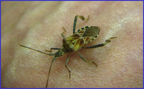 Western Conifer Seed Bug Plant Pest Diagnostics