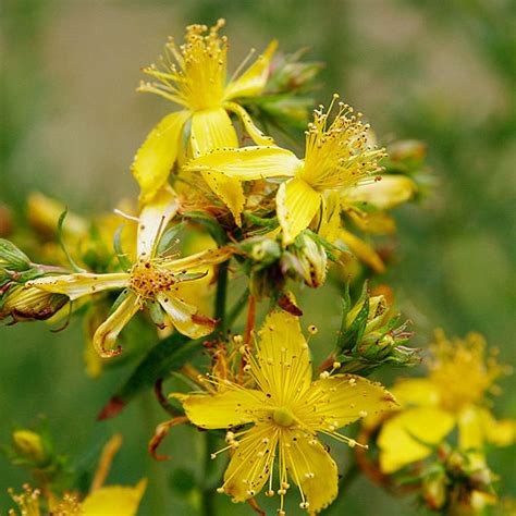 Hyperikum Prikbladet Perikon Hypericum Perforatum Den Vilde Have