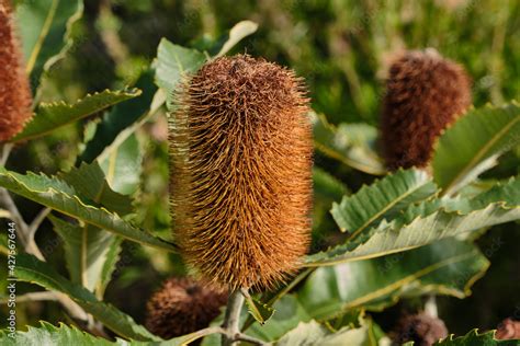 Banksia is a genus of around 170 species in the plant family Proteaceae ...