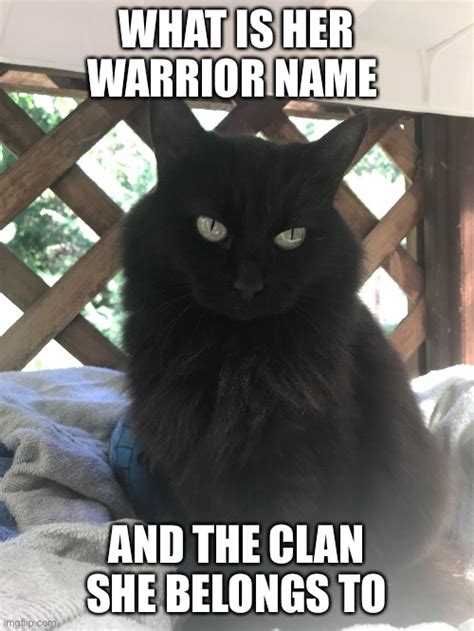 Warriorcats Memes Gifs Imgflip