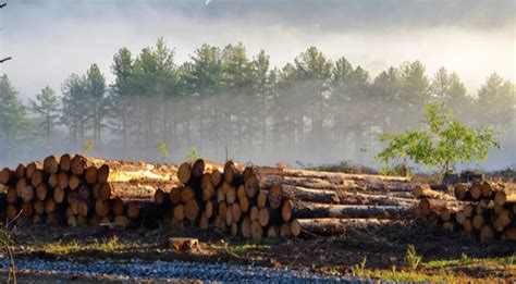 Timber Harvesting: Methods, Stages, And Major Concerns