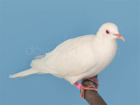 dovepage.com - Ringneck Dove Colors