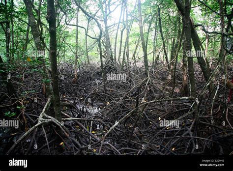 Mangrove Vegetation Andaman India Hi Res Stock Photography And Images