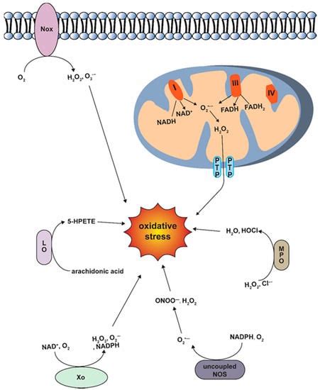 Antioxidants Free Full Text Oxidative Stress And Antioxidant Treatments In Cardiovascular