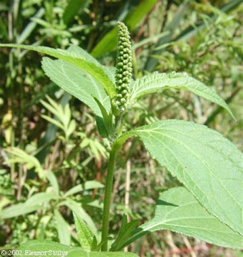 Ambrosia trifida (giant ragweed): Go Botany