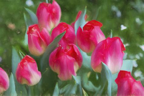 Impressionist Tulips Photograph By Frank Shoemaker Fine Art America