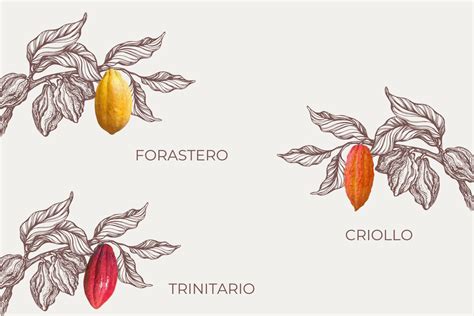 10 distinct varieties of cacao: Ultimate cacao guide