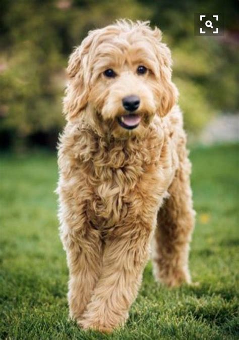 Beautiful Golden Labradoodle Australischer Labradoodle Hunderassen