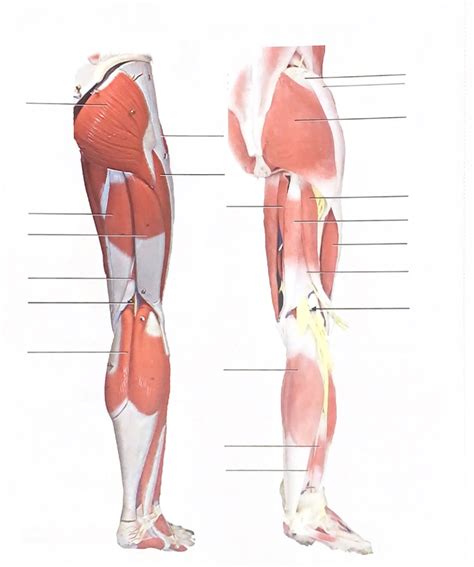 Posterior Lower Extremity Diagram Quizlet