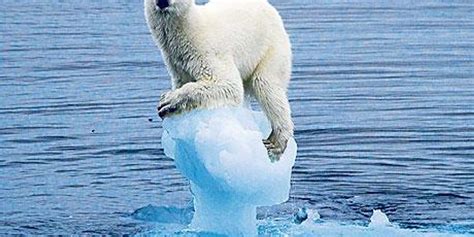 Fox News: These Polar Bears Aren't Starving Fast Enough! Starve, Polar ...