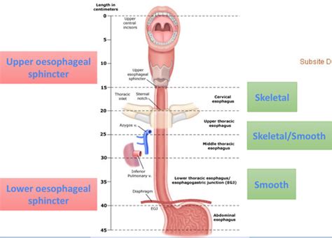 6 1 Upper Gastrointestinal Tract Flashcards Quizlet