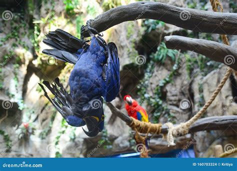 Funny Macaw Parrot Hanging Upside Down On Tree Branch Stock Photo