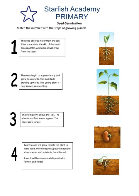 Germination Of Seeds Interactive Worksheet Artofit