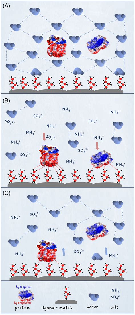 A Protocol For Settingup Robust Hydrophobic Interaction Chromatography