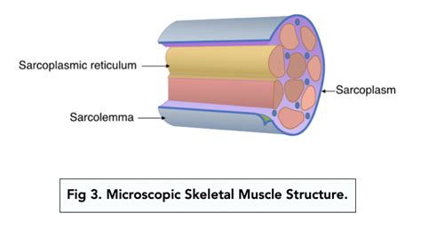 The Structure of Myofibrils (A-level Biology) - Study Mind