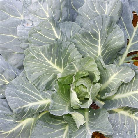 Collard Seeds Shop 4 Varieties Eden Brothers