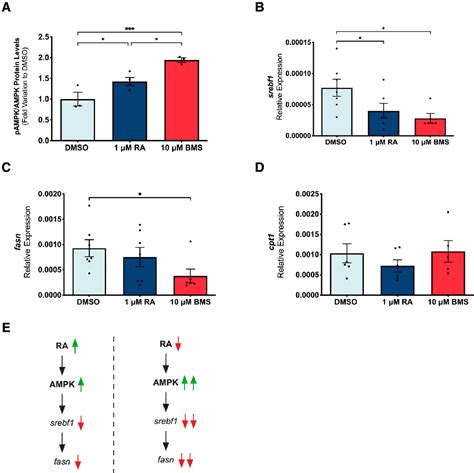 Figure 1 From Retinoic Acid Mediated Control Of Energy Metabolism Is Essential For Lung