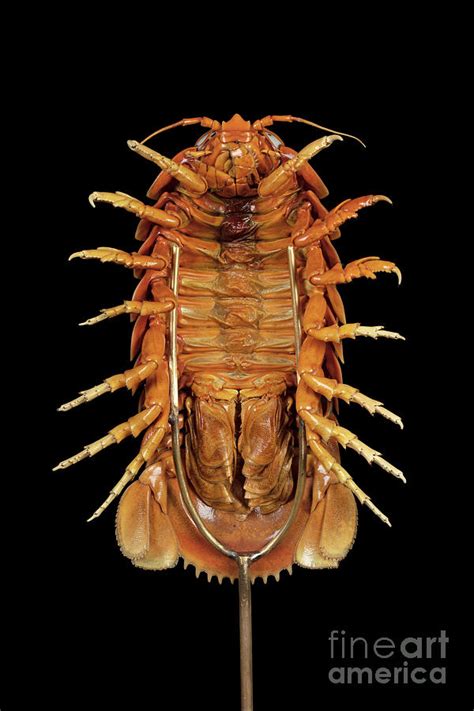 Giant Isopod Specimen Photograph By Pascal Goetgheluckscience Photo