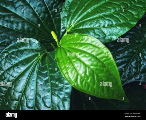 Buri leaves hi-res stock photography and images - Alamy
