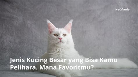 5 Jenis Kucing Besar yang Bisa Kamu Pelihara! - Hewania