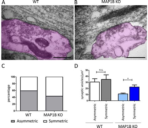 Map B Ko Neurons Exhibit An Increased Proportion Of Symmetrical