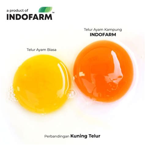 Telur Ayam Kampung Asli (Omega) - Indofarm