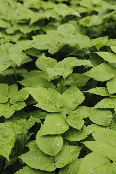 Green Leaves with Water Drops · Free Stock Photo