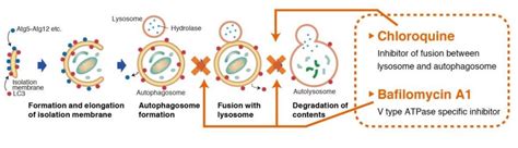 Autophagy Watch Caltag Medsystems