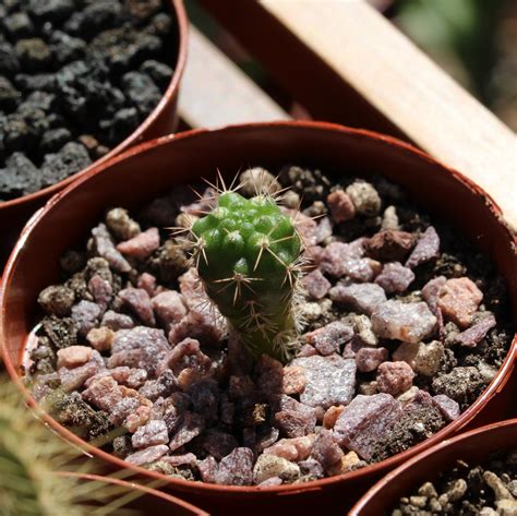 Growing Cacti From Seeds Part 3 Welcome