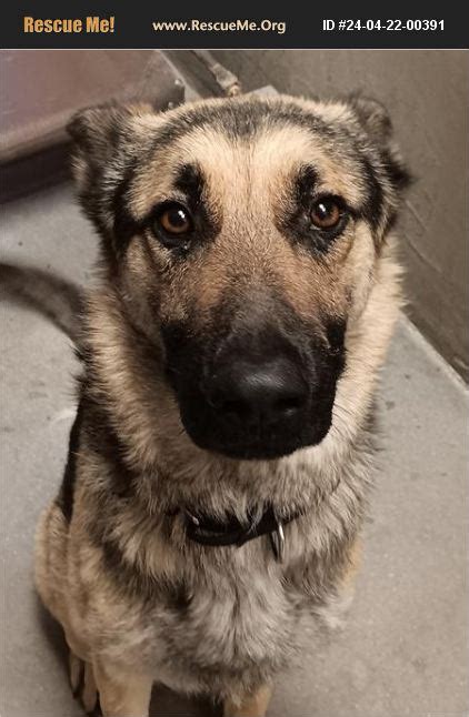 Adopt German Shepherd Rescue Casa Grande Az