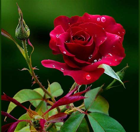 Flower Red Rose Love Color Expression New Flower Bouquet Love Rose Hd