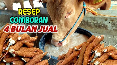 Resep Comboran Sapi 4 Bulan Panen Penggemukan Cara Singkat YouTube