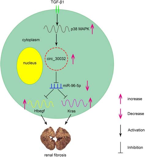 Molecular Mechanism Underlying The Role Of CircRNA 30032 In