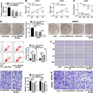 Circ Knockdown Inhibited Tumor Progression And Enhanced