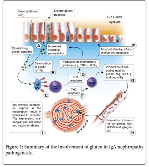 Gluten Transglutaminase Celiac Disease And Iga Nephropathy