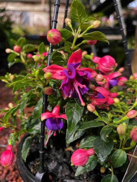 Fuchsia Hanging Basket — Rockbank Nursery