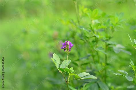 Stockfoto Alfalfa Also Called Lucerne And Called Medicago Sativa In