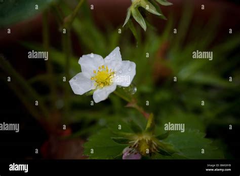 Flowering Strawberry Plant Stock Photo - Alamy