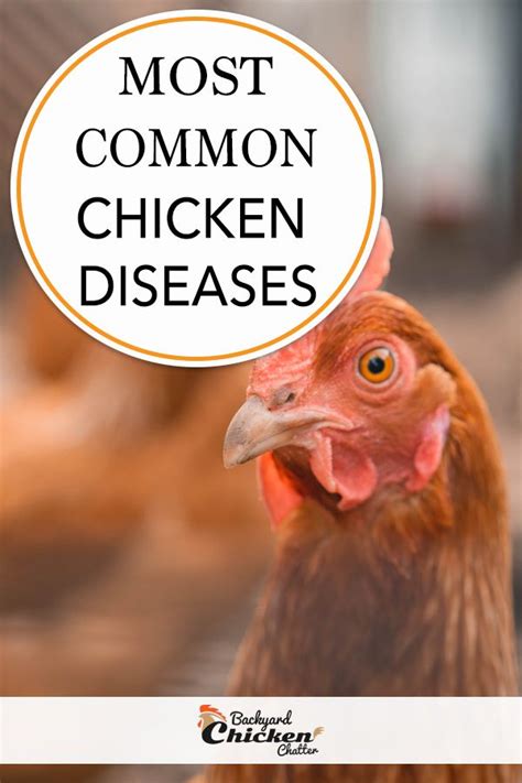 Most Common Chicken Diseases How To Treat Them Raising Backyard