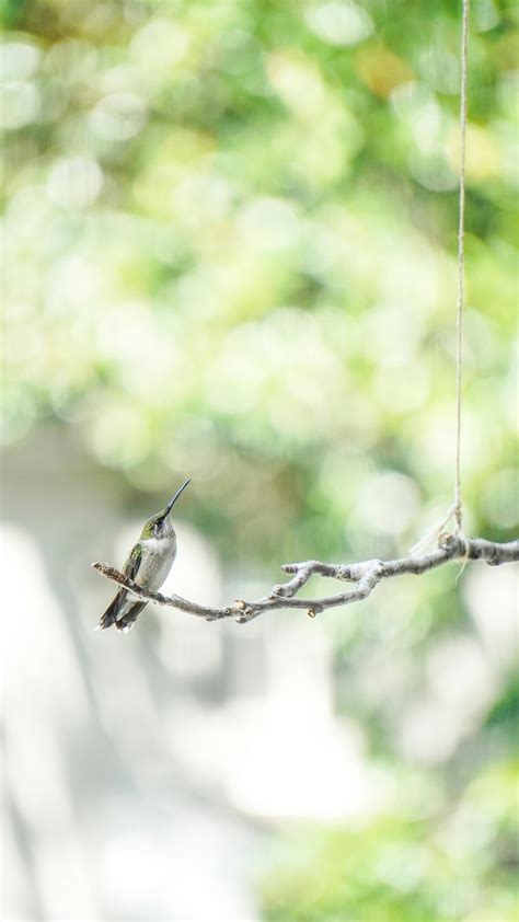 Hummingbird Close Up Photos Download The Best Free Hummingbird Close