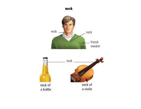 neck noun - Definition, pictures, pronunciation and usage notes ...