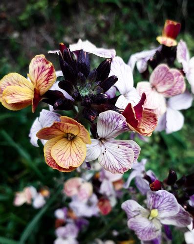 Girofl E Ravenelle Du Jardin Marie Du Val Couesnon Flickr